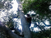 tree work