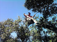 tree work