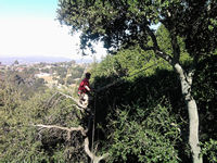tree work