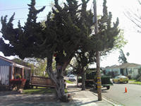 tree work