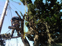 tree work