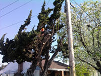 tree work