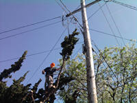 tree work