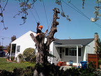 tree work