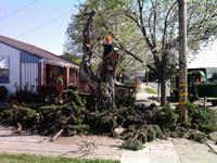 tree work