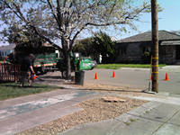 tree work