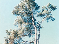 tree work