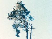 tree work