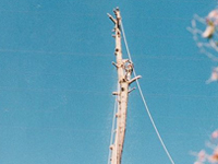 tree work